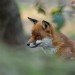 Fox 100208
